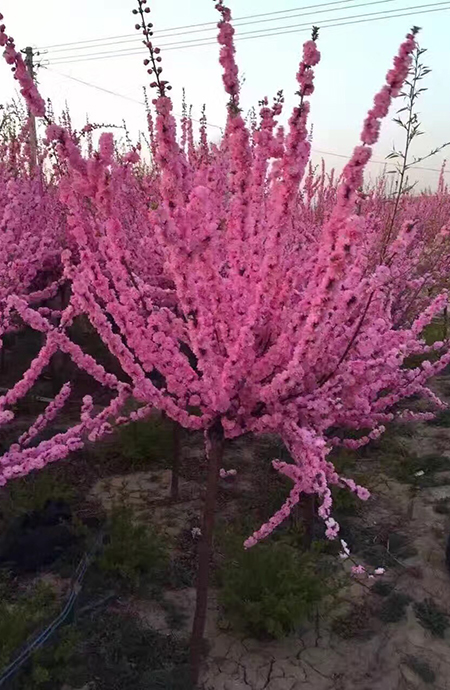 榆叶梅